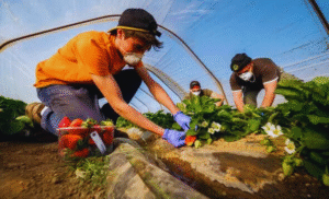 Fruit Picking Jobs in Canada with Visa Sponsorship 2025