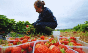 Fruit Picking Jobs in Canada with Visa Sponsorship 2025