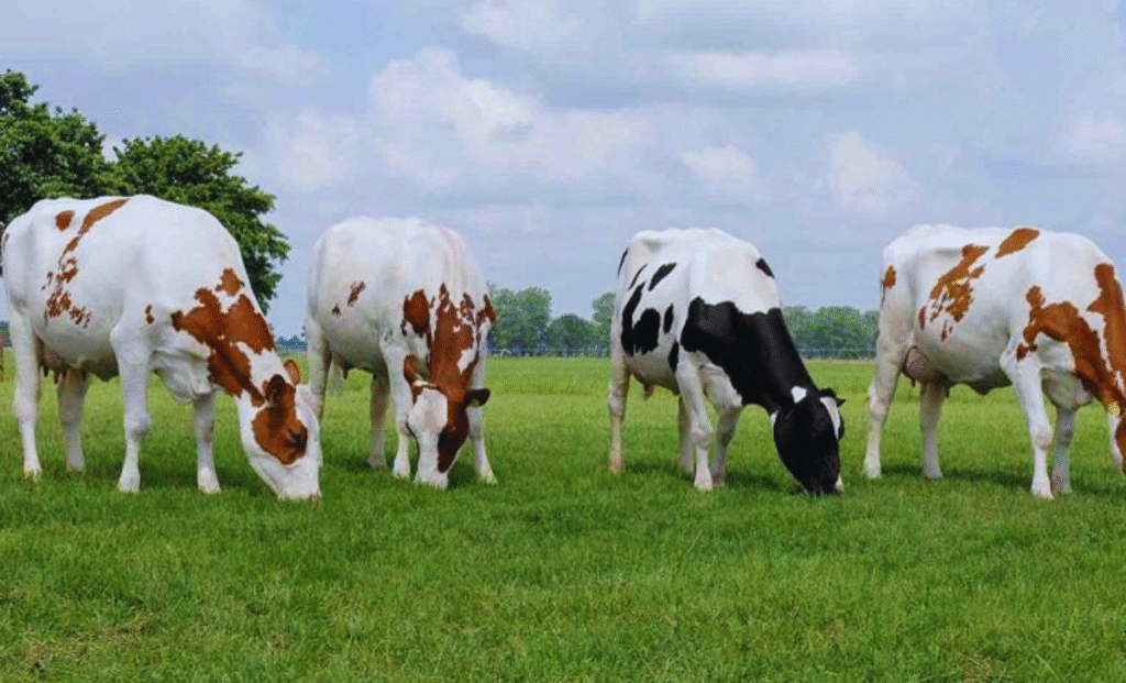 Cow Farm Jobs in Turkey with visa sponsorship 2025