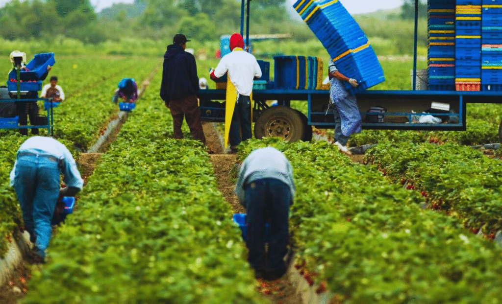 Farm Worker Jobs in Turkey with visa sponsorship 2025