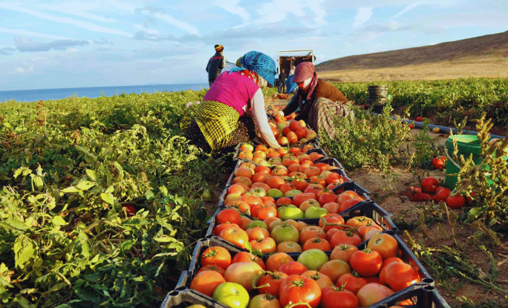 Farm Worker Jobs in Turkey with visa sponsorship 2025