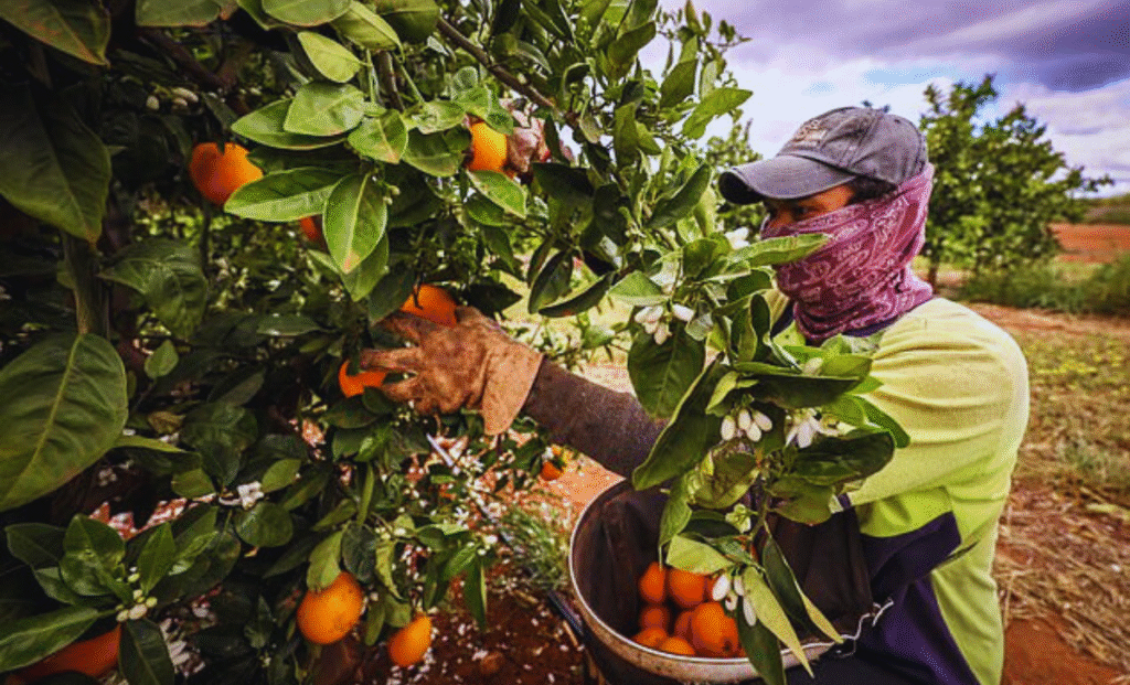 Fruit Picking Jobs in Canada with Visa Sponsorship 2025